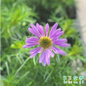 ブラキカム(在来種)　9センチポット　３号