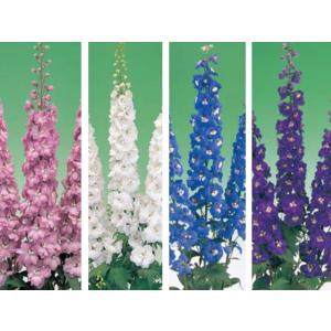 デルフィニューム デルフィニウム F1 オーロ...の詳細画像2