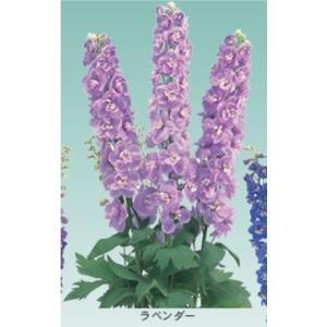 デルフィニューム デルフィニウム F1 オーロ...の詳細画像1