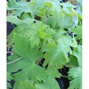 デルフィニューム デルフィニウム F1 オーロ...の詳細画像3