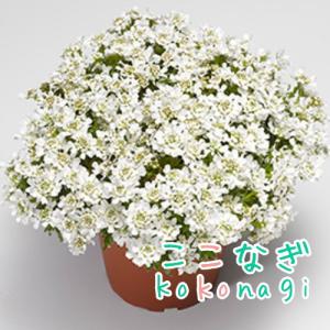 宿根イベリス スノーサーファー 苗 10.5セン...の商品画像