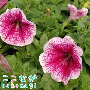 下垂性ペチュニア ラズベリーアイス　苗　9cmポット　3号