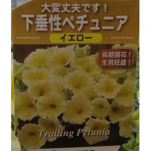 下垂性ペチュニア イエロー 苗 9cmポット ...の詳細画像1