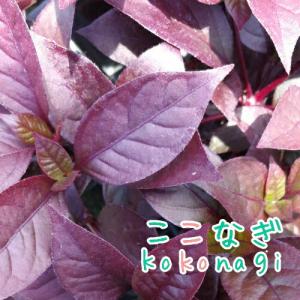アカバセンニチコウ パープルナイト 赤葉千日紅 ...の商品画像