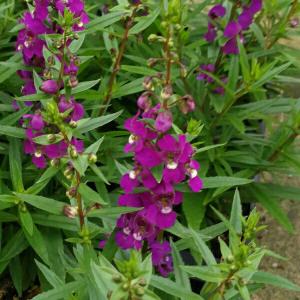 アンゲロニア　パープル　苗　3号　9センチポット