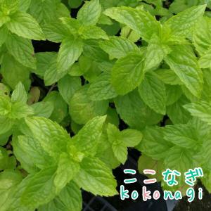 スペアミント 苗の商品一覧 通販 Yahoo ショッピング