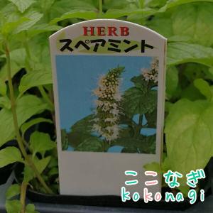 スペアミント 苗 9センチポット 3号の詳細画像1