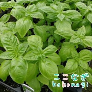 バジル スイートバジル バジリコ 苗 9センチポ...の商品画像