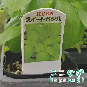 バジル スイートバジル バジリコ 苗 9センチ...の詳細画像1