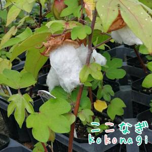 コットン　綿　綿花　ワタ　わた　苗　9センチポット　3号