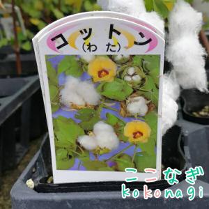 コットン 綿 綿花 ワタ わた 苗 9センチポ...の詳細画像1