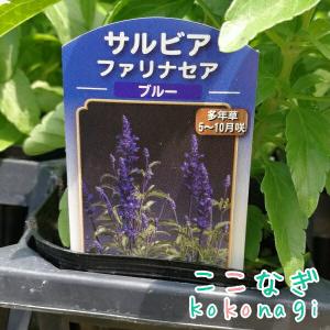 サルビア ファリナセア ブルー 苗 9センチポ...の詳細画像1