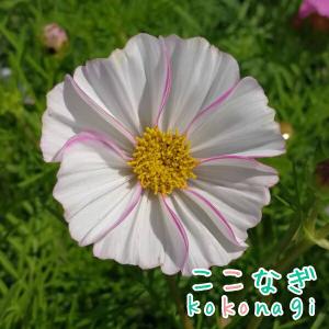 矮性コスモス ミックス 苗 9センチポット 3号 秋桜 こすもす