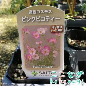 高性コスモス ダブルクリック クランベリー 苗...の詳細画像1