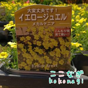メカルドニア イエロージュエル 10.5センチ...の詳細画像1
