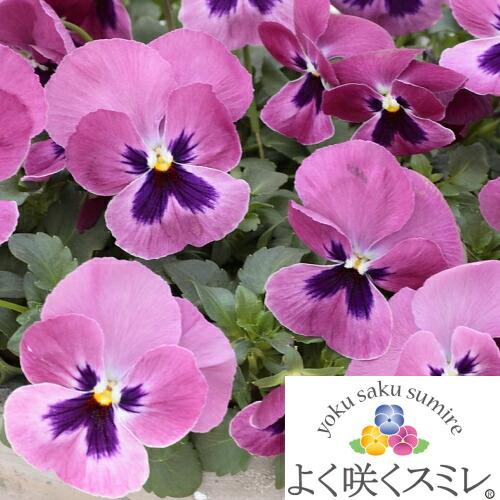 パンジー　よく咲くスミレ　‘ラズベリー’　苗　10.5cmポット　3.5号　ビオラ フラワー ガーデ...
