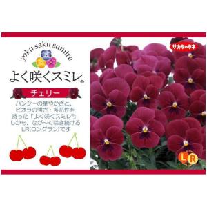 ★予約販売★パンジー よく咲くスミレ ‘チェリ...の詳細画像1