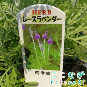 レースラベンダー 9センチポット 3号の詳細画像2