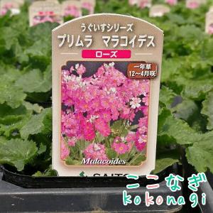 プリムラ マラコイデス うぐいすローズ 9セン...の詳細画像1