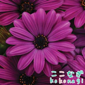 オステオスペルマム　パープル　9センチポット　3号