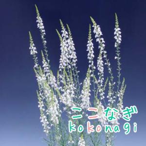 リナリア 苗の商品一覧 通販 Yahoo ショッピング