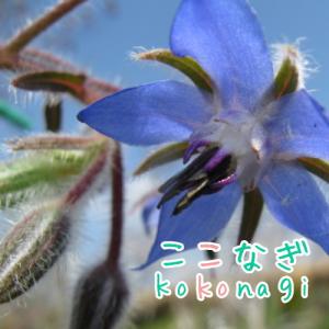 ボリジ　ハーブ　苗　９センチポット　3号