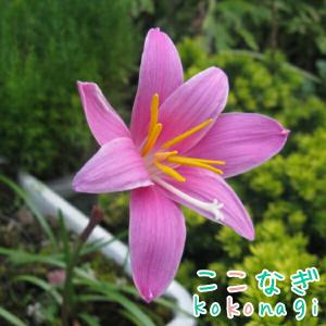 花 玉すだれの商品一覧 通販 Yahoo ショッピング