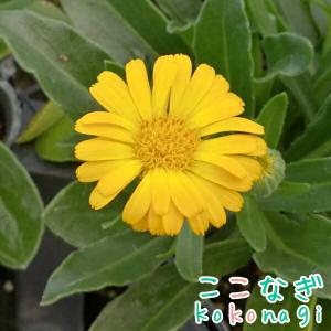 カレンジュラ　チアーズオレンジ　10.5センチポット　3.5号　　カレンデュラ　（キンセンカ　金盞花）