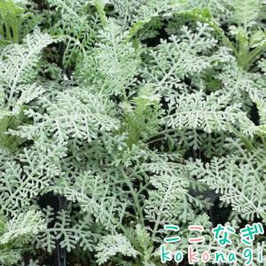 シロタエギク シルバーレースの商品一覧 通販 Yahoo ショッピング