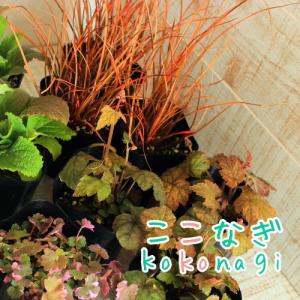 【送料無料】【北向き・日陰・ベランダ】シェード...の詳細画像2