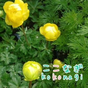 トロリウス　レモンスプリーム （黄花） 9センチポット　3号