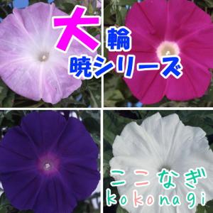大輪アサガオ　暁シリーズ　朝顔　あさがお　9センチポット　3号