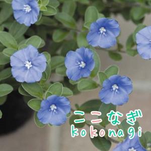 アメリカンブルー　 9センチポット　3号
