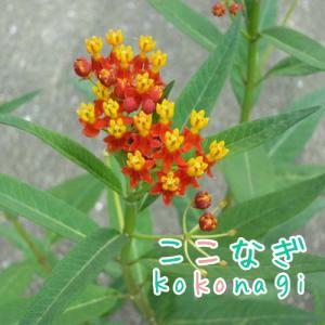 アスクレピアス　レッドバタフライ 9センチポット　3号