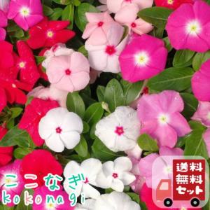 【送料無料・12Pセット】ビンカ　ニチニチソウ　花色ミックス　9センチポット　3号　花苗セット｜kokonagi
