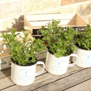 【送料無料・12Pセット】クリサンセマム パル...の詳細画像1