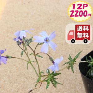 【送料無料・12pセット】芝桜　ブルー　9センチポット　3号　シバザクラ｜kokonagi