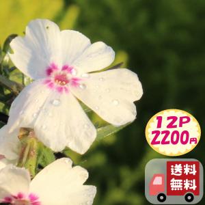 【送料無料・12pセット】芝桜　アメージング・グレース　9センチポット　3号　シバザクラ｜kokonagi