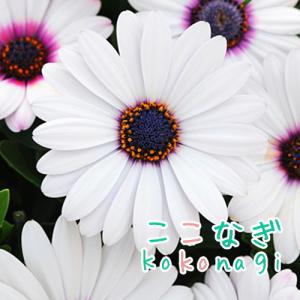 オステオスペルマム　ホワイト　9センチポット　3号