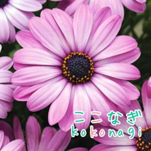 オステオスペルマム　ラベンダーシェード　9センチポット　3号