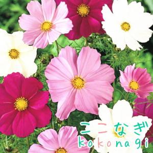 矮性コスモス ミックス 苗 9センチポット 3号 秋桜 こすもす : ここ