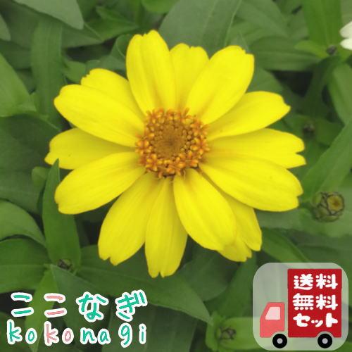 【送料無料・12Pセット】ジニア　プロフュージョン　レモン　苗　９センチポット　3号