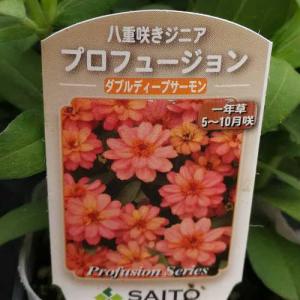 八重咲 ジニア プロフュージョン ダブルディー...の詳細画像3