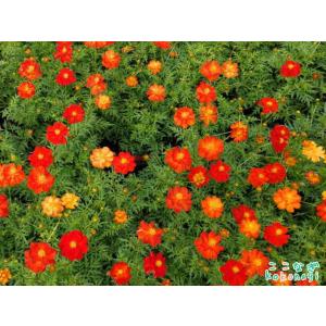 キバナコスモス レッド 9センチポット 3号 ...の詳細画像3