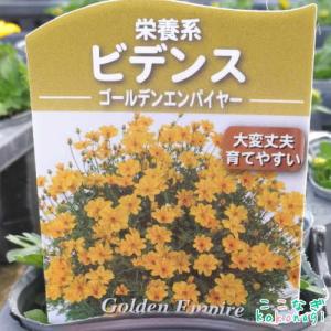ビデンス ゴールデンエンパイヤー 9センチポッ...の詳細画像2