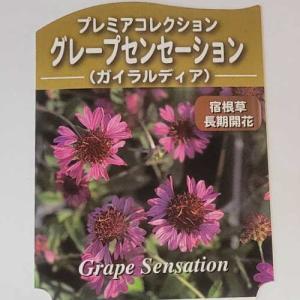 ガイラルディア グレープセンセーション (プレ...の詳細画像1