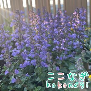 ネペタ　キャッツパジャマ　9センチポット　3号