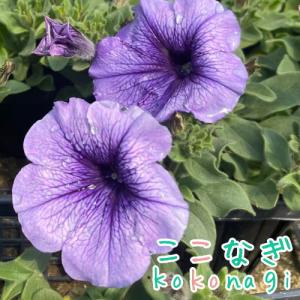 クリスマスローズ（ヘレボラス）の苗「ダブル アップルピンク」 : 植物