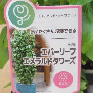 バジル エバーリーフ エメラルドタワーズ 苗 ...の詳細画像2