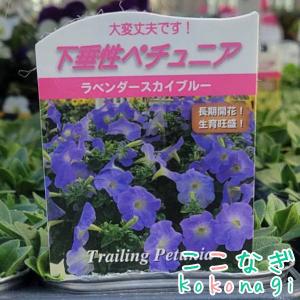 下垂性ペチュニア ラベンダースカイブルー 苗 ...の詳細画像2